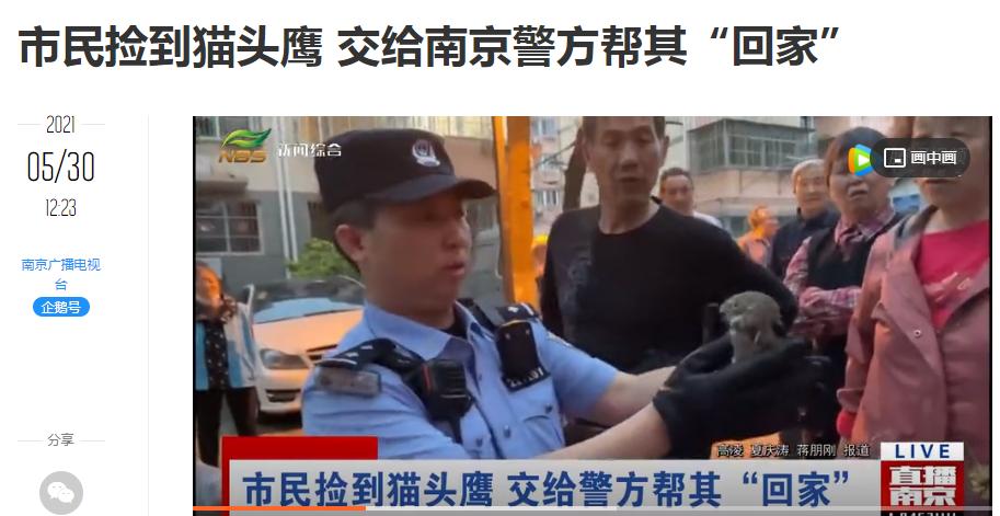 有多少南京人，获得过猫头鹰的祝福