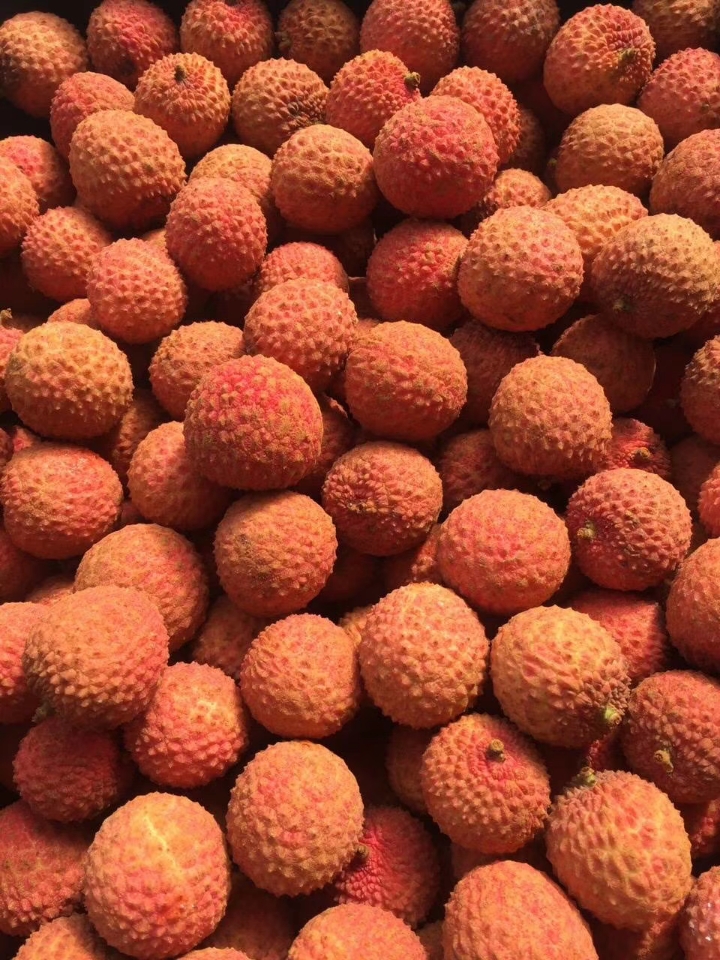 日啖荔枝三百颗受得了吗,日啖荔枝三百颗的啖读什么