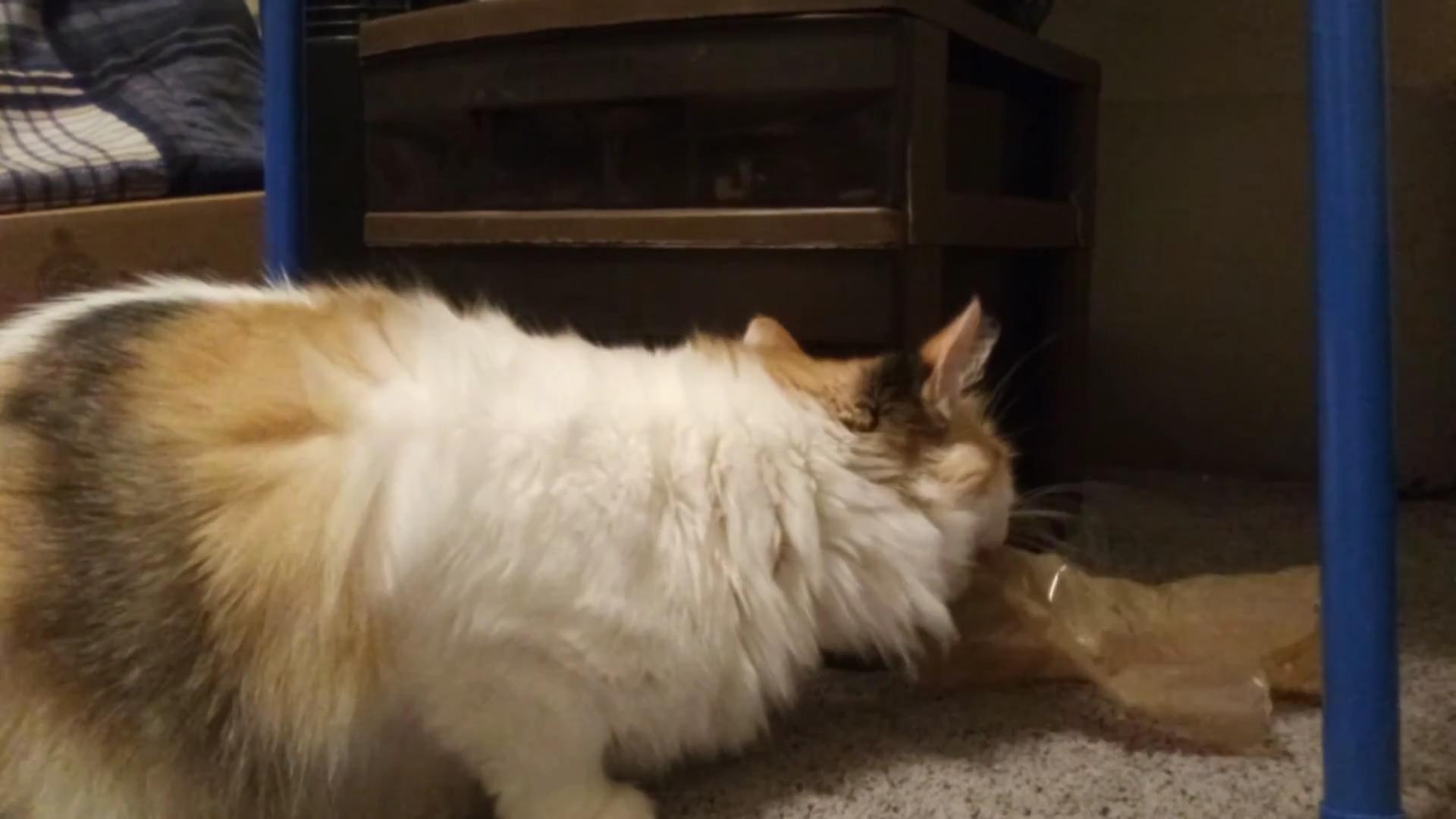 猫咪把塑料吃进肚子里怎么办,猫咪吃塑料袋子是什么原因