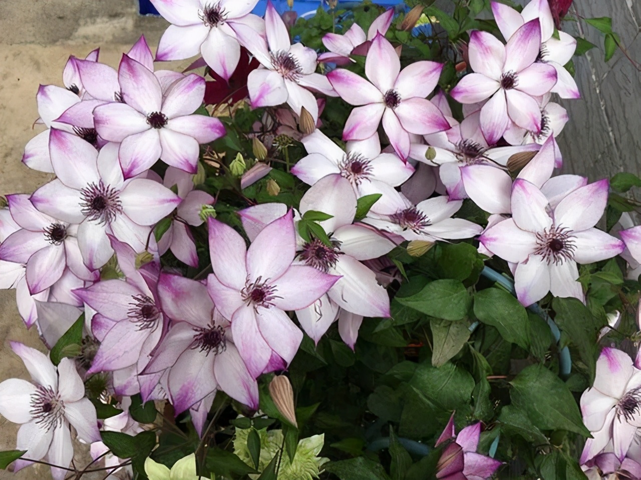 铁线莲的秋季养护方法,铁线莲过夏怎么养