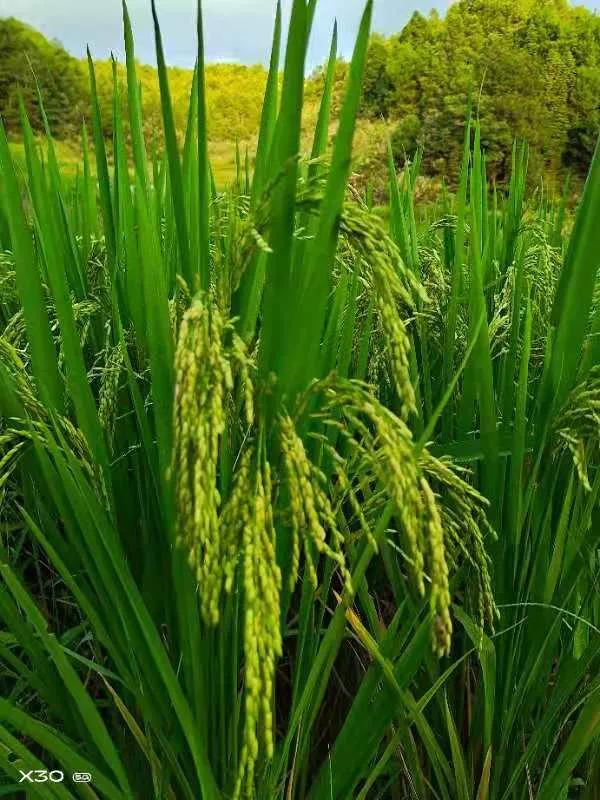 最好的家风是善良深度好文,关于善良的家风故事