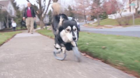狗狗前脚分叉无力畸形,狗狗前脚畸形是什么样的