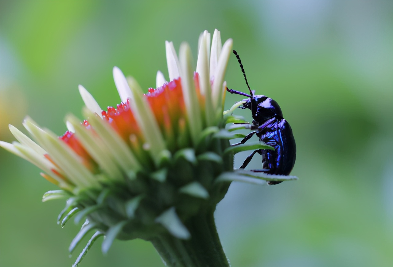 佳能最值得买的三个镜头,佳能全画幅无反推荐