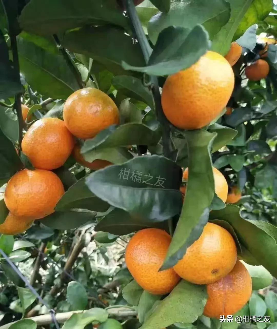 今秋砂糖柑价格,贺州市钟山县贡柑青果
