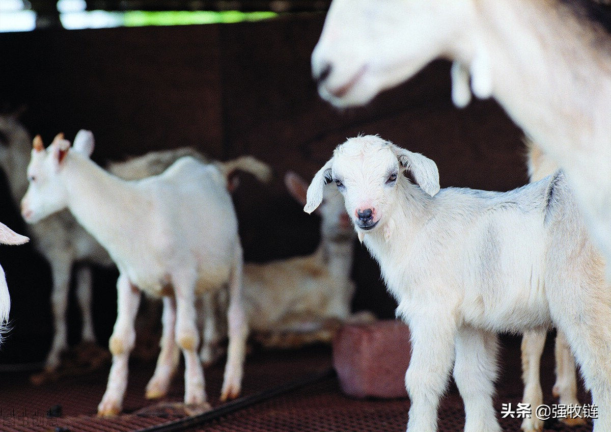 羊太瘦了怎么样增肥,羊怎么越养越瘦