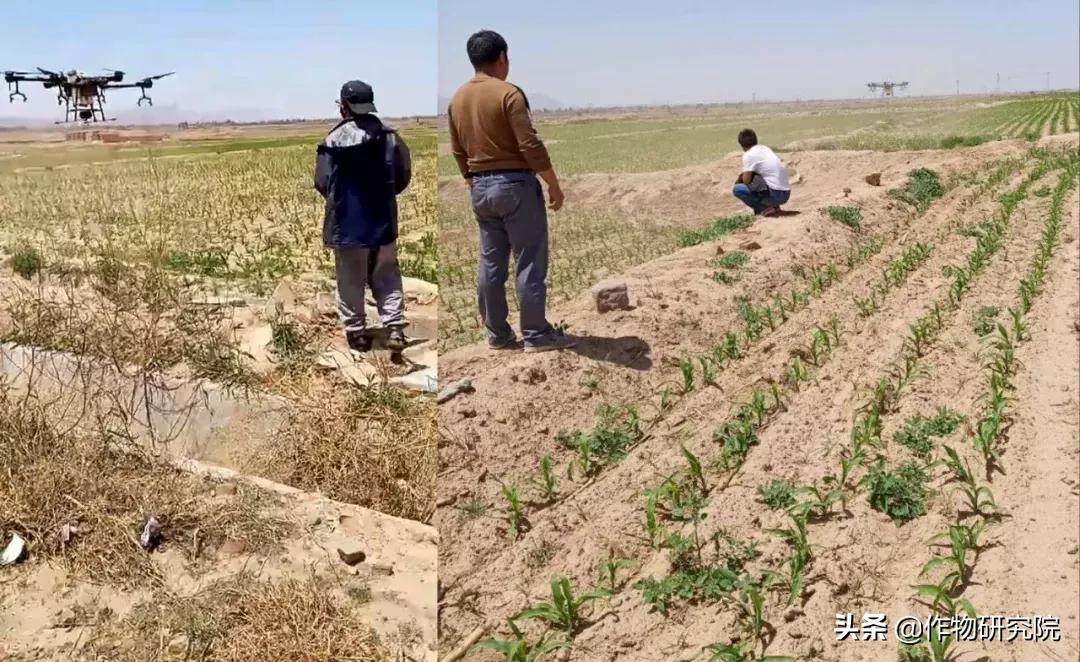 飞防高浓度,飞防7天效果