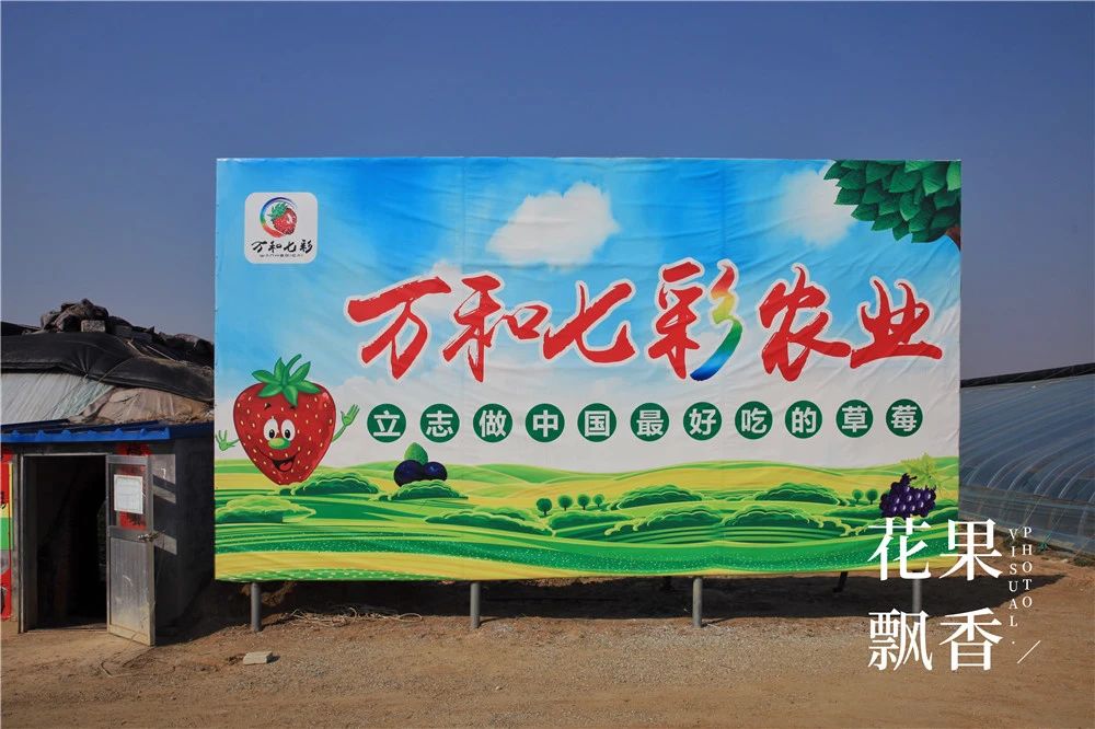 四川种植草莓的成本及利润,一亩大棚草莓的真实利润