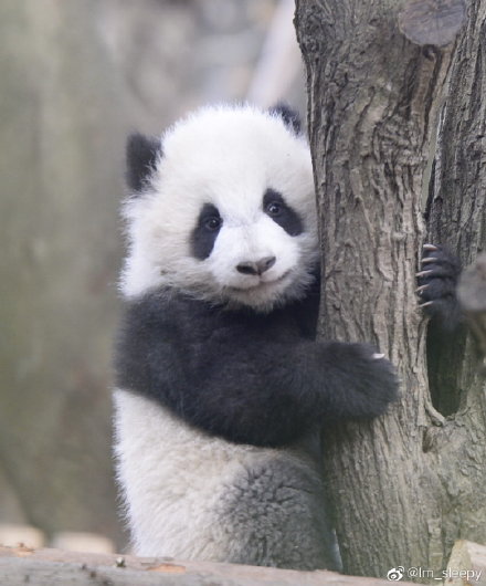 大熊猫原来是这样叫的,大熊猫是怎么被称为国宝的