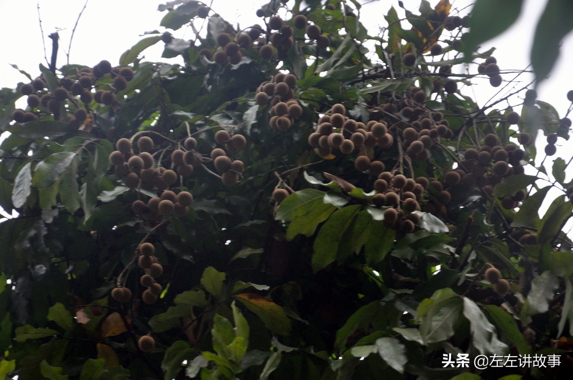 华蓥山：唐代全国四座仙山之一