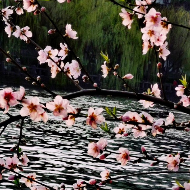 “语”我同行|好诗共品