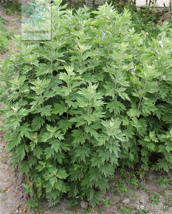 艾蒿属多年生草本植物,艾蒿类植物有哪些