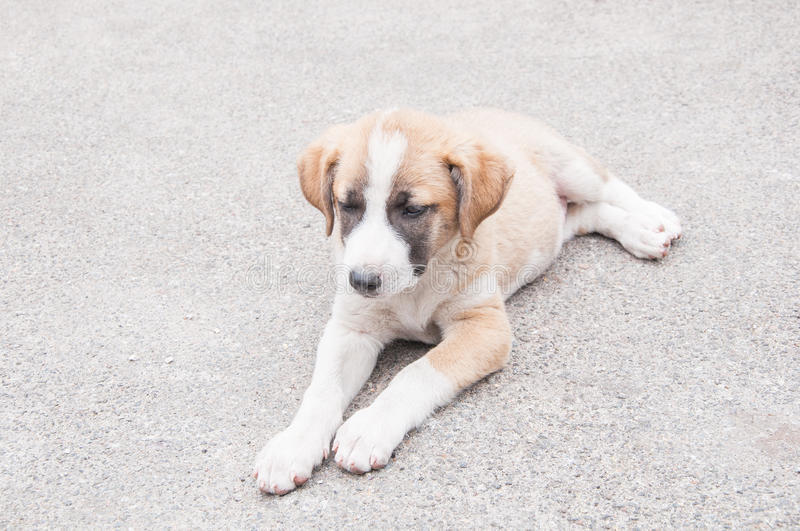 养宠日记狗狗呕吐怎么治,养狗科普关于狗狗的呕吐