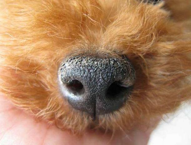 狗狗出现哪6种现象就得了狂犬,狗狗生病的六种表现是什么