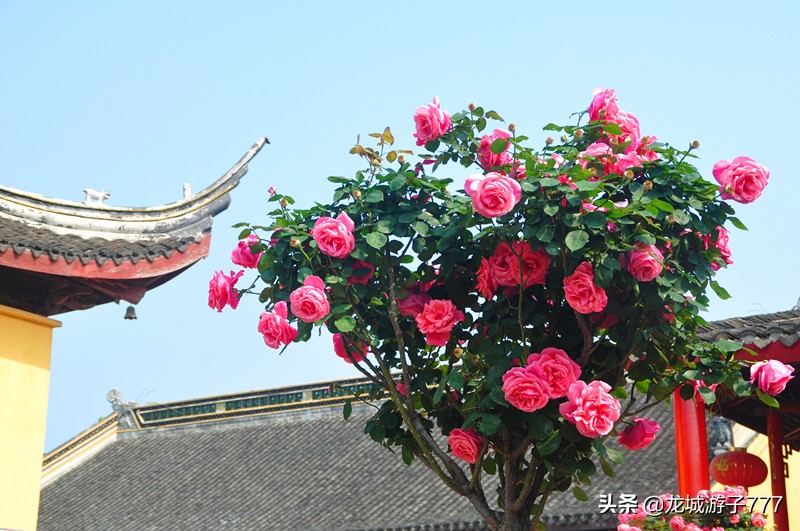 常州九龙禅寺照片,常州九龙禅寺方丈
