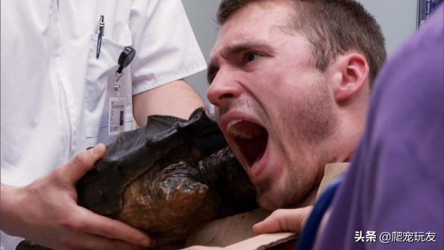 鳄龟为什么会被人围殴,鳄龟为什么会咬人