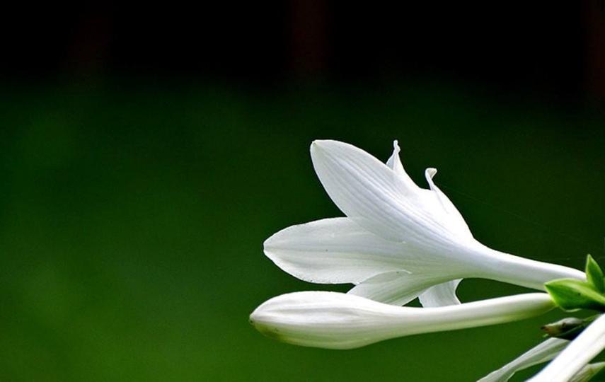 古诗暗香,诗《暗香》