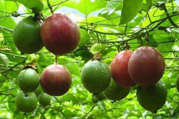 百香果到底应该怎么吃,百香果湿皮能直接泡水喝吗