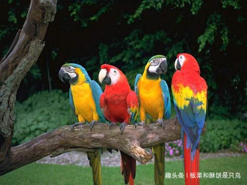 牡丹鹦鹉到底有多少种,可以饲养的牡丹鹦鹉有什么品种