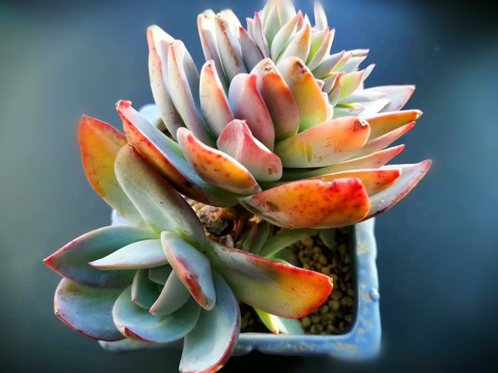 多肉布鲁蓝老桩图片,多肉布鲁蓝和普通蓝光有什么区别