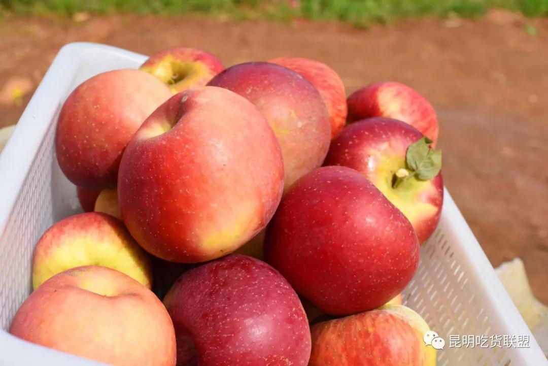 自驾29分钟到，昆明边大片红将军成熟可摘，1口糖心甜蜜又多汁