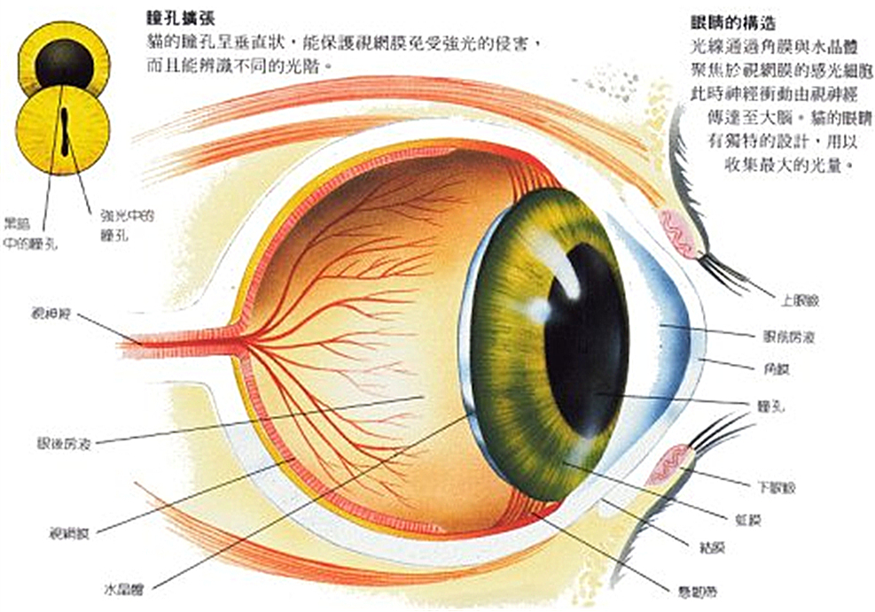 猫咪做眼睑内翻恢复好的图片,杭州猫咪眼睑内翻手术