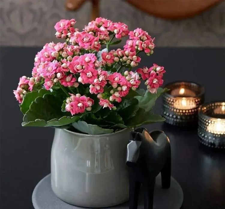 绿植生根推荐土壤,家里容易养活的绿植推荐