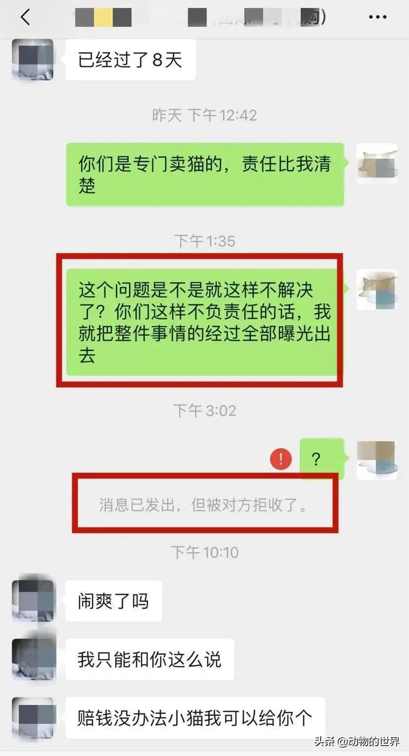养了四年缅因猫被淹死,缅因猫23万后续