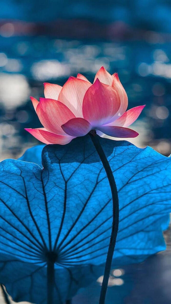 人要放下自我才能成功,当一个人彻底放下你的表现