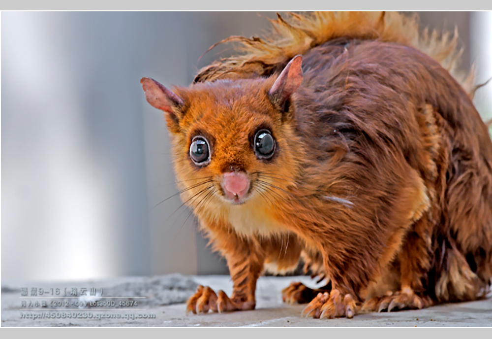 摄影飞行素材,飞鼠摄影作品欣赏