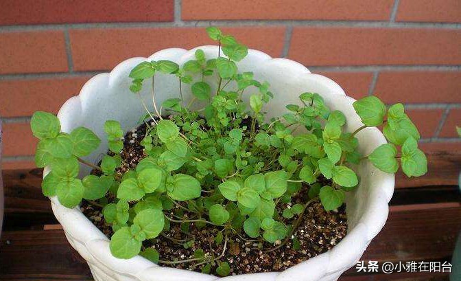 薄荷枝横着种,薄荷一棵能种成一盆吗
