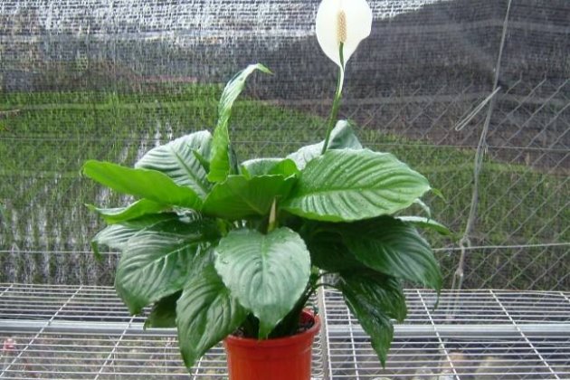 白鹤芋叶子蔫了怎么办,白鹤芋有根叶子蔫了怎么办