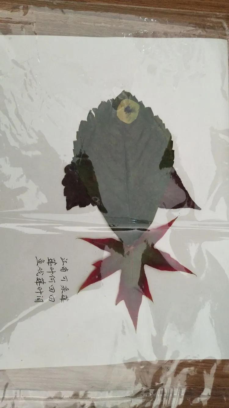 育才中学美丽校园,阜新市育才中学照片