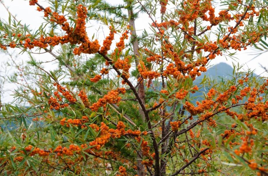 中国沙漠食品,中国沙漠特产