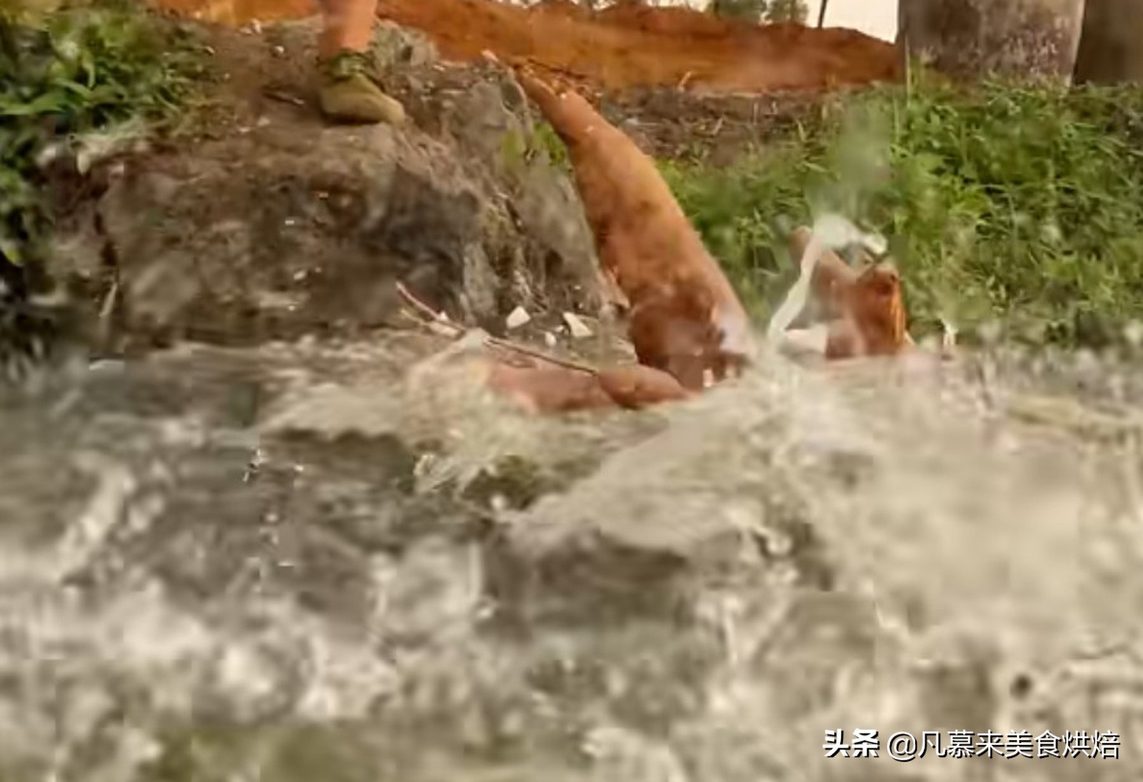 砍回养活了全球6亿人的木薯，做成一道快失传的美食“木薯粉虫”