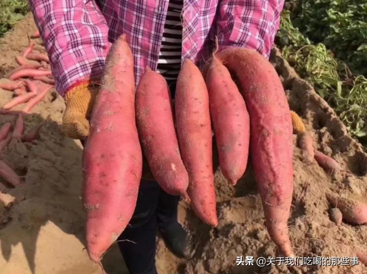 中国哪个地方产的红薯最好吃,红瑶红薯和玛丽莎红薯哪个品种好