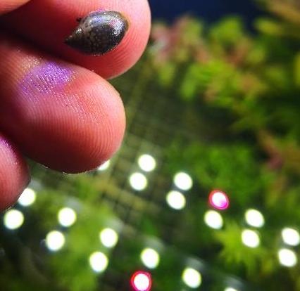 鱼缸都是蜗牛怎么办,鱼缸有蜗牛能养鱼吗