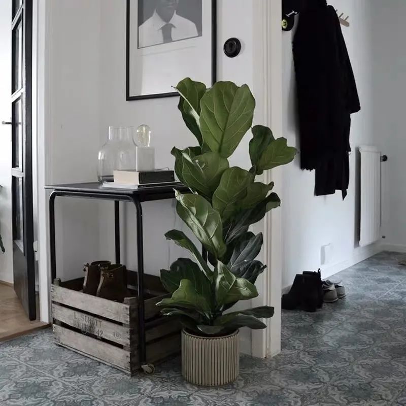 家养五种植物,家养绿叶花卉大全