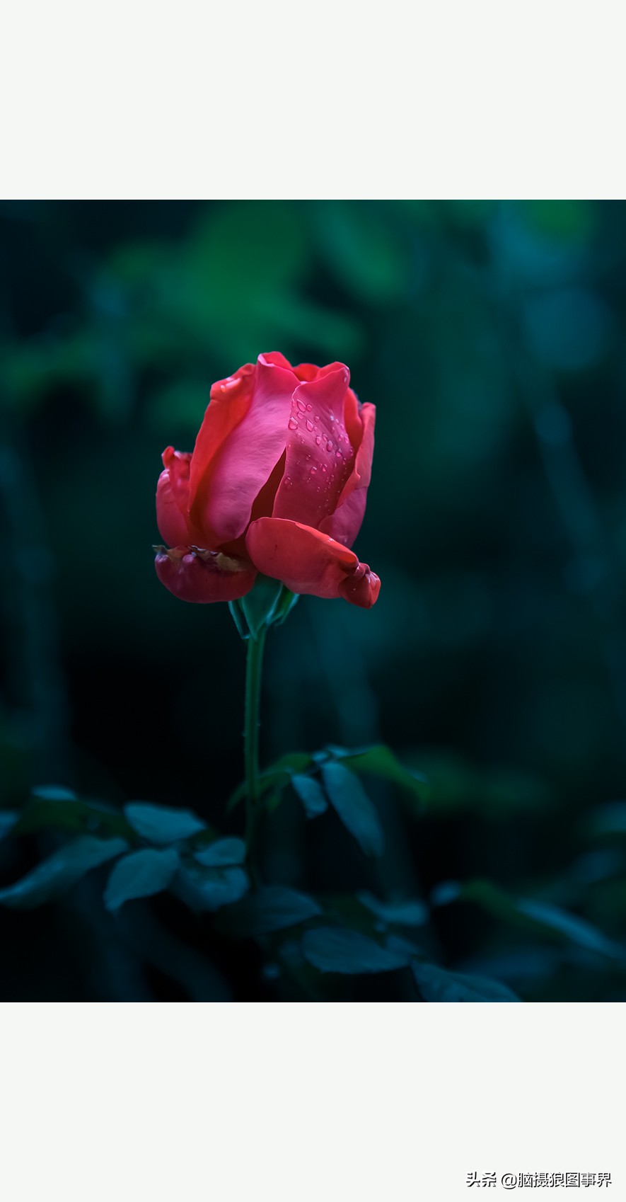 超清玫瑰花唯美图片,高清浪漫玫瑰花照片