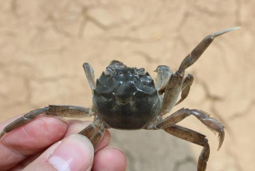 蟹苗养殖技术视频教程,蟹苗的养殖方法