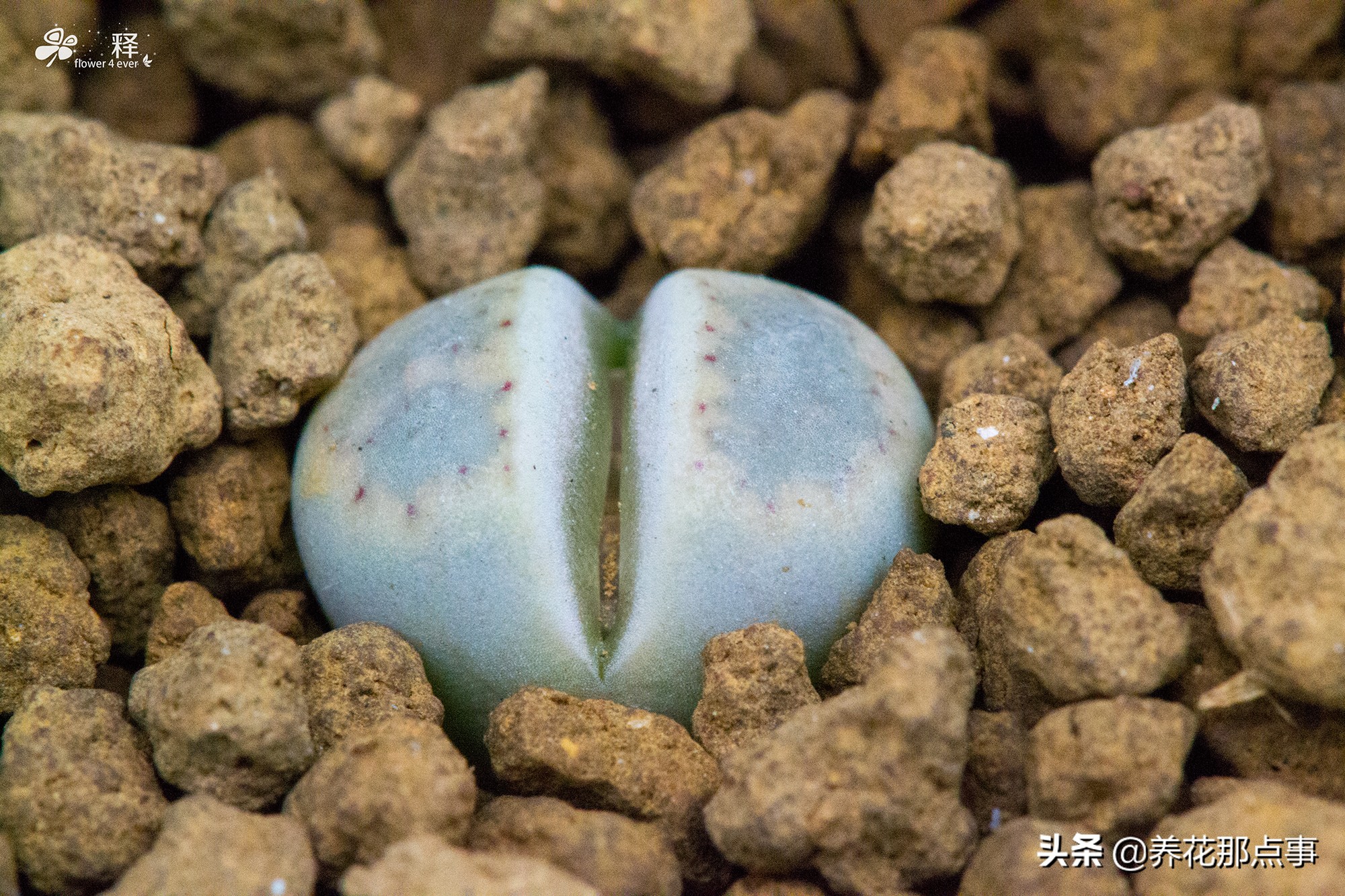 生石花越养越小，几年都不长大，大部分人养生石花浇水都是错误的