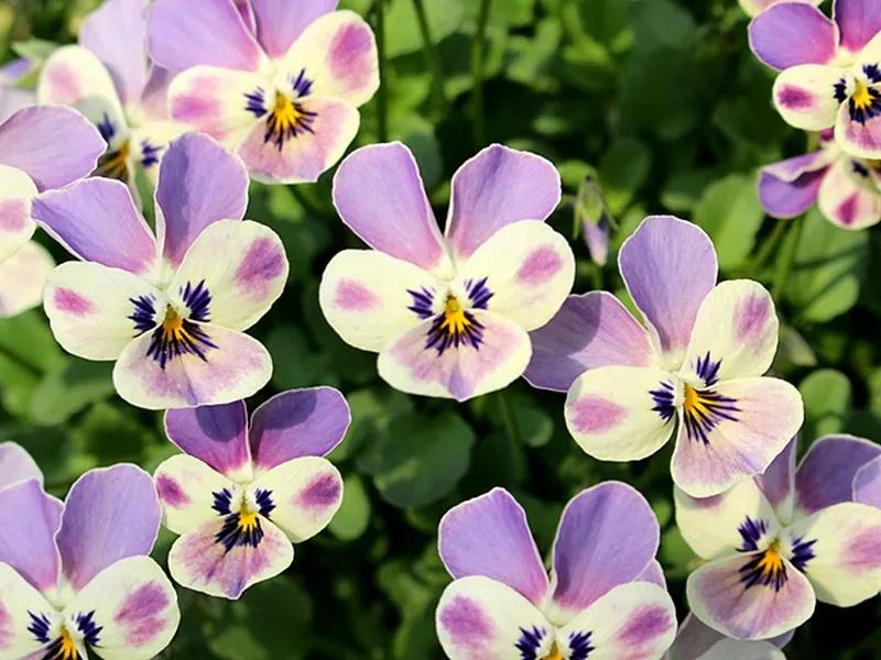 角堇和皱边角堇哪个花大,皱边角堇和穗边角堇的区别