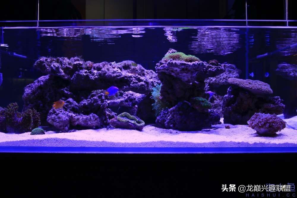 从零开始玩海缸的方法,从零开始玩海缸全过程