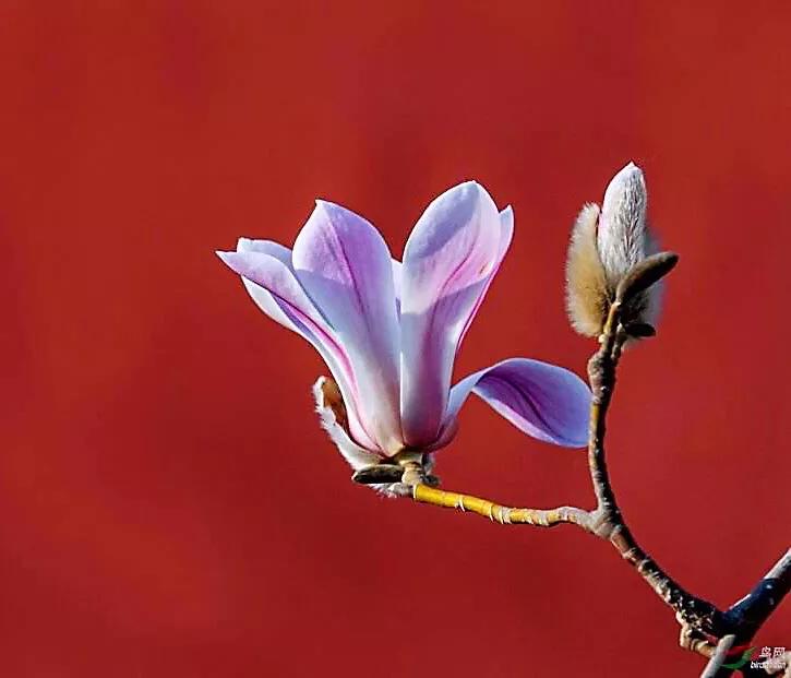 望春玉兰～早春先叶开放，花色素雅，美丽壮观