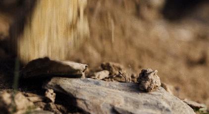 雷司令1987,雷司令588岁生日酒会