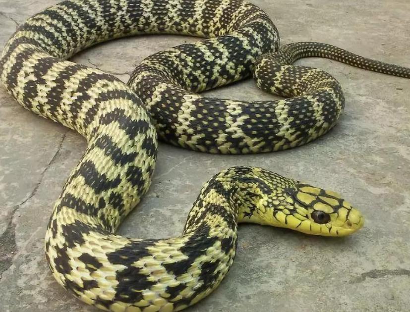 杀蛇是种什么病,杀死蛇真的好吗