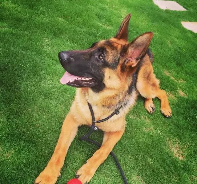 养狗之前看性格,养狗前必看