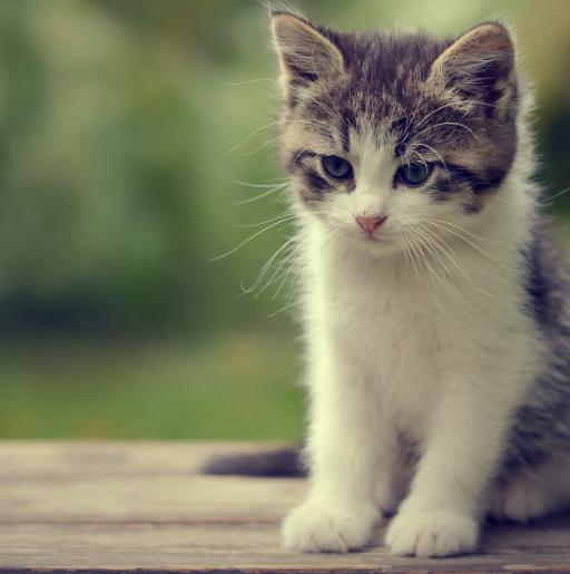 导致猫咪尿血的原因,猫咪尿血好了几天后又尿血