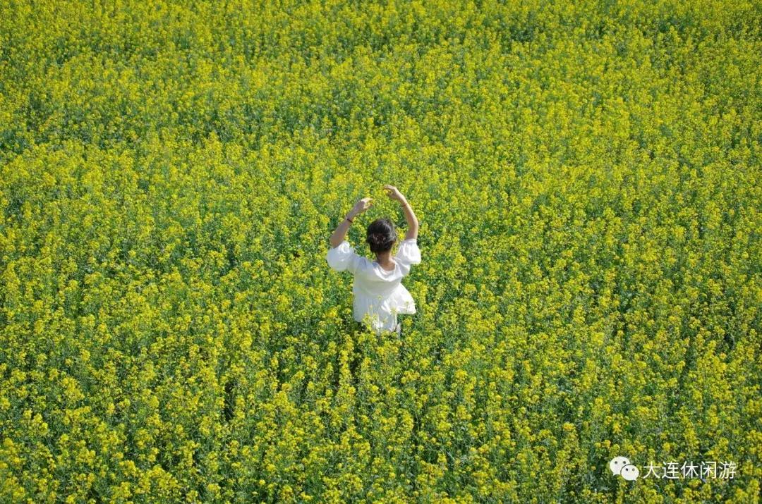 大连西山公园花海,大连郁金香花海