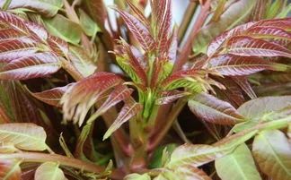 蔬菜发芽还能吃吗,蔬菜发芽了还能买吗