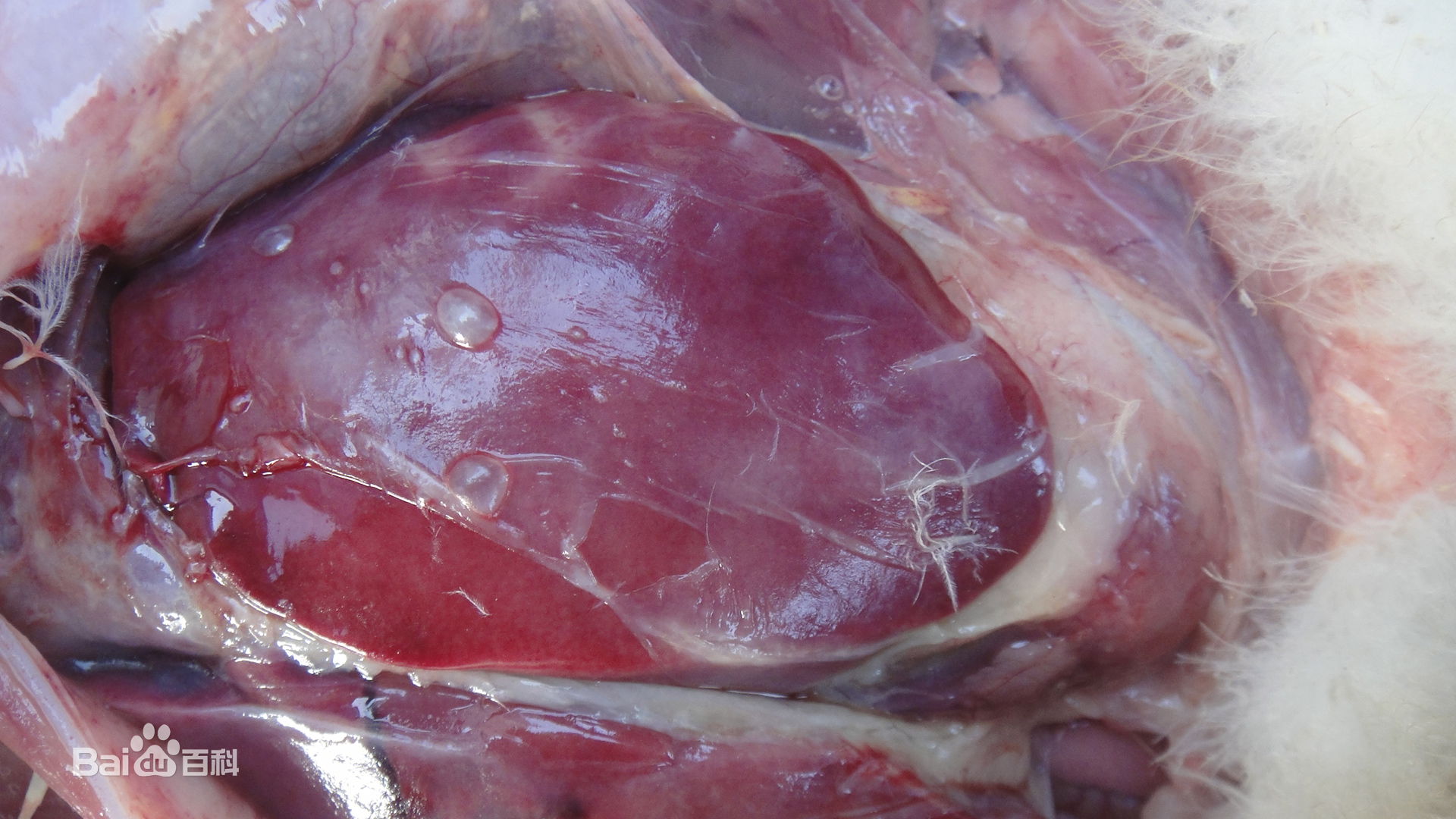 崔老致养鸭人—鸭鹅瘫痪，转圈，抽搐，摇头！来看！特效药来了